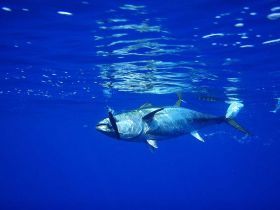 tuna fish – Best Places In The World To Retire – International Living